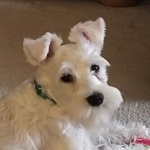 Meet your Posher, Debbie